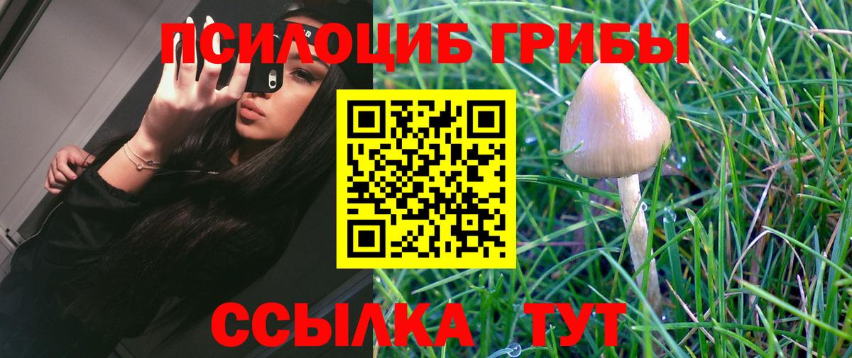 Псилоцибиновые грибы Psilocybe  Вход с VPN  Орехово-Зуево 